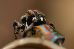 Maratus volans