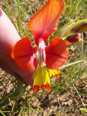 Gladiolus alatus