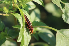Polistes comanchus