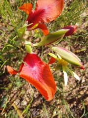 Gladiolus alatus