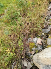 Centaurea phrygia phrygia