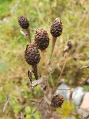 Centaurea phrygia phrygia