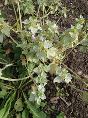 Lamium hybridum