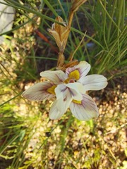 Moraea gawleri