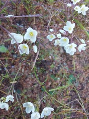 Brassicaceae