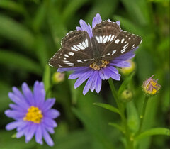 Limenitis doerriesi