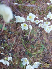Brassicaceae