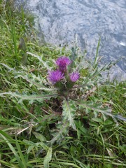 Cirsium acaule esculentum