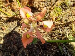 Moraea papilionacea