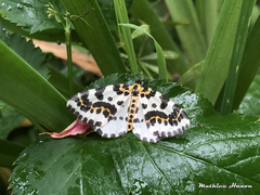 Abraxas grossulariata