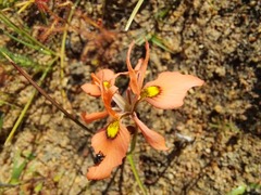 Moraea papilionacea