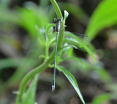 Lestes elatus