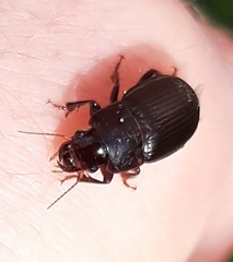 Harpalus dimidiatus