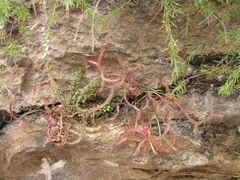 Drosera binata