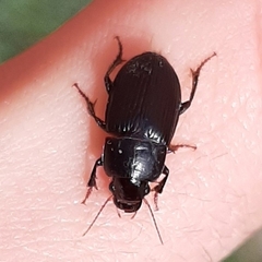 Harpalus dimidiatus