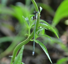Lestes elatus