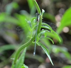 Lestes elatus