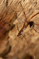 Leptomyrmex cnemidatus