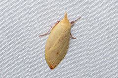 Wingia rectiorella