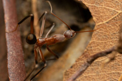 Leptomyrmex cnemidatus