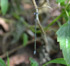 Lestes elatus