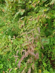 Centaurea phrygia phrygia