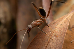 Leptomyrmex cnemidatus