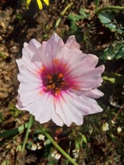 Monsonia speciosa