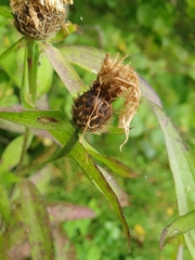 Centaurea phrygia phrygia