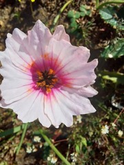 Monsonia speciosa