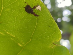 Apoderinae