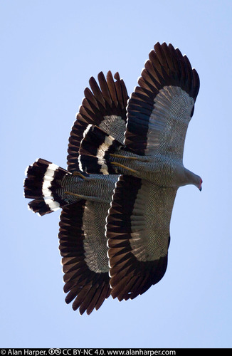 Madagascar Harrier-Hawk
