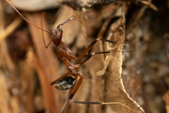 Leptomyrmex cnemidatus