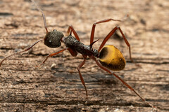 Dolichoderus extensispinus