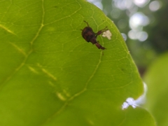 Apoderinae