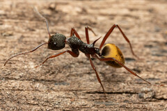 Dolichoderus extensispinus