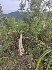 Miscanthus sacchariflorus