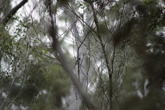 Myiagra rubecula