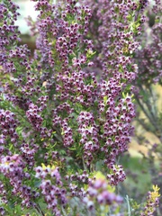 Erica hispidula
