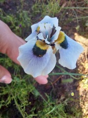 Moraea villosa