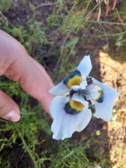 Moraea villosa