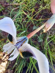 Moraea villosa