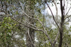 Myiagra rubecula