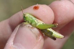 Melanoplus marginatus