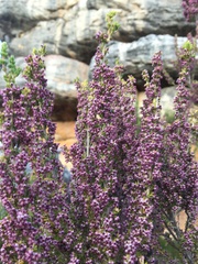 Erica hispidula