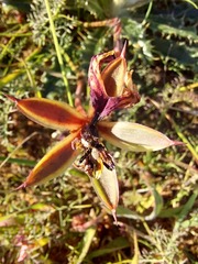 Monsonia