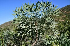 Cussonia paniculata paniculata