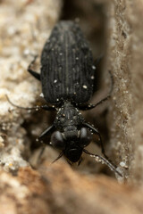 Scopodes