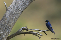 Hirundo dimidiata