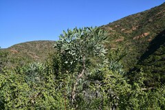 Cussonia paniculata paniculata